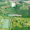 BÁN GẤP LÔ ĐẤT SÀO CÓ SẴN CAFE ĐANG THU HOẠCH