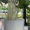 CẦN VÀI BẠN PHỤ BÁN HÀNG VỚI CHỊ 