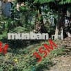Đất nền thổ cư 175m² mặt tiền kênh 3 phú điền