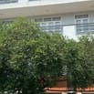 Tuyển Nhân Viên Sales, Bán Và Cho Thuê Căn Hộ Chung Cư, LCB Tới 25Tr