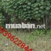 Cần bán đất nền chính chủ thổ cư 100%