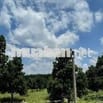 Bán gấp vườn mít thái 5x45x100tc 385tr SHR bình dương-tphcm