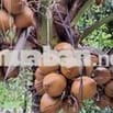 Bán vườn nghĩ dưỡng siêu rẻ siêu ok