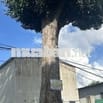Nhà yến kiên cố, đang có tổ, 280m² – giá tốt cho nhà đầu tư.