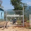 Vườn măng cụt chôm chôm 9000 m2 thị trấn Đạ MRi
