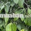 Bán đất 1 ha xã Đăk Song, tỉnh Lâm Đồng bám dọc mặt đường lớn(7m)