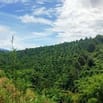 CẦN BÁN GIÁ RẺ VIEW ĐẸP. 6HEC-TA CAFE, SẦU RIÊNG XÃ ĐAM RÔNG, LÂM ĐỒNG