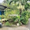 1300m Nhà và đất cây lâu năm. Ngay Cầu Bình Xuân, Gò Công Tiền Giang.