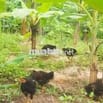 Bán 5 sào ruỡi đất vườn.sẵn thổ cư. Trên đất đang trôồng cây có thu