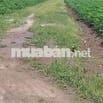 Cần bán gấp lô đất trồng cây đường ĐT 833 ở Tây Ninh ở Xã Tân Hội