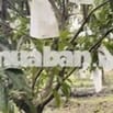 đất mặt tiền có vườn xoài sầu riêng