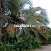Bán lô đất trồng cây ăn quả 4100m2 đường 92CQ+5FW Cái Bè, Tiền Giang