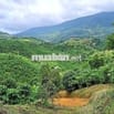 Cần bán 15 sào cà phê thôn 10 Lộc Nam, Lâm Đồng