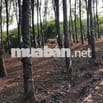 bán đất lộc ninh 1,8 ha có hơn 1000 cây cao su đang thu