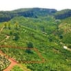 Đất Di Linh. 1000m2 có cà phê, có điện,đường ô tô. Giá 380tr bao sổ