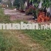 Cần Bán Gấp Đất Nền Châu Thành