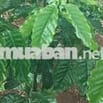 Bán đất rẫy,thôn 8 xã trường xuân Lâm Đồng,bán gấp 2,1hécta giá 2tỷ500