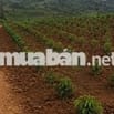BÁN ĐẤT VƯỜN 2 MẶT TIỀN – GIA HIỆP, DI LINH, LÂM ĐỒNG