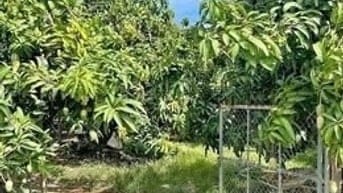 tôi chính chủ cần bán vườn bưởi,sầu riêng có nhà cấp 4 ở  tp đồng Xoai
