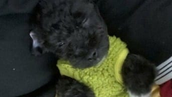 Poodle thạch sùng bám cổ freeship kèm đồ