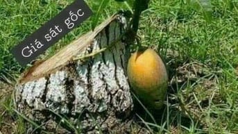 Kẹt tiền giảm 500tr bán gấp nhà Hẻm 4m đường An Bình, P5, Q5