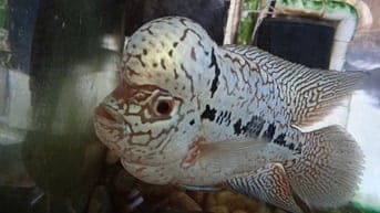 CẦN BÁN GẤP CÁ  LA HÁN GIÁ 800.000