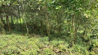 PHÚC XUÂN - THÁI NGUYÊN ! CHÍNH CHỦ BÁN MẢNH ĐẤT 80M ĐẦU TƯ SINH LỜI.