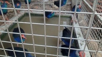 Thanh lý gấp bầy chim Trích Cồ 7-9 tháng tuổi giá siêu rẻ
