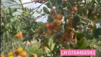 Cần tiền bán lỗ vườn chôm chôm, Bình Phước, 3500m2, 400m2 thổ cư