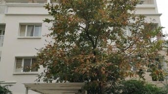 Cho thuê biệt thự liền kề khu Đô thị Splendora Bắc An Khánh, Hoài Đức