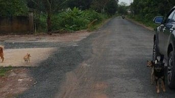 Ngộp lãi cắt lỗ sâu đất đường nhựa, tại xã Tân Đông,Tân Châu, Tây Ninh