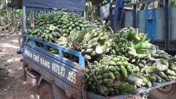 Cần bán chuối hột già đã thu hoạch