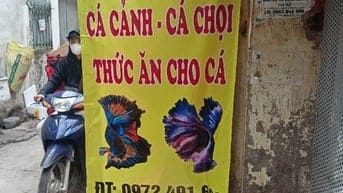 Các loại cá cảnh thủy sinh đẹp, thức ăn cho cá 
