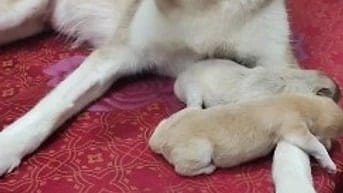Husky nâu xám thuần chủng 3 tháng tuổi, lanh lợi, dễ ăn 