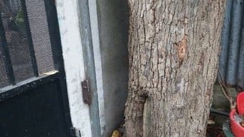 Bán cây vú sữa cổ thụ ở TpHCM .