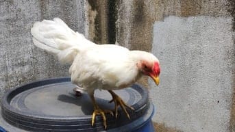 Gà tân châu lai tre cần tìm chủ mới