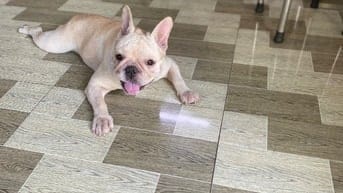 Cần bán bull cái 1tuổi rưỡi chưa sinh sản cỡ 1 tháng nữa là salo đẻ đư