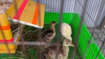 Bán chim công non 7 ngày tuổi và chim giống bố mẹ 