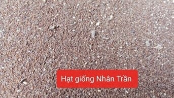 Hạt giống cây thảo dược , nhân trần, mã đề, cỏ xước, nhọ nồi
