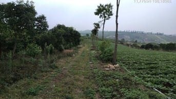 Hàng đầu tư 1,153m2 (30mx40m) sẵn 200m2 thổ cư gần hồ Phúc Thọ, Lâm Hà