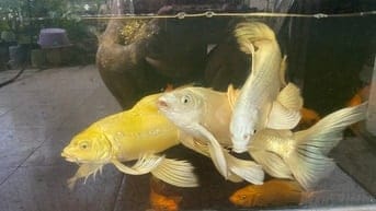Không có thời gian để lại cho anh em chơi.