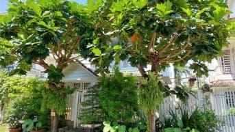 GIẢM 10 TỶ BÁN CHIA TÀI SẢN KHUÔN ĐẤT BIỆT THỰ SÂN VƯỜN- 18X18M