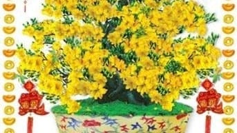 Tranh gạch 3d hoa mai - gạch tranh 3d hoa mai - XC444