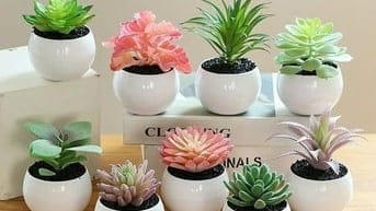 Chậu cây mini trang trí phòng dễ thương , chậu cây sen đá mini