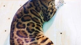 Xả mèo bengal nhà trồng giá rẻ