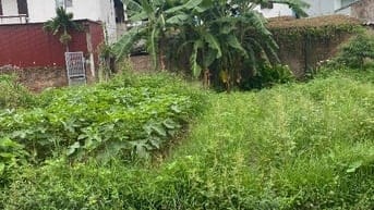 Chính chủ cần bán lô đất ở ninh môn