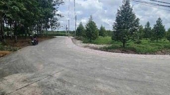 Nhà em có vườn sầu riêng năm 3 gần đến mùa thu hoạch muốn đi gấp