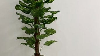 Chậu cây cảnh giả trang trí nhà cửa, Studio, Spa, Nhà hàng, khách sạn 