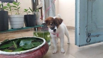 Cho Chó con thú cưng (cái) dễ thương.