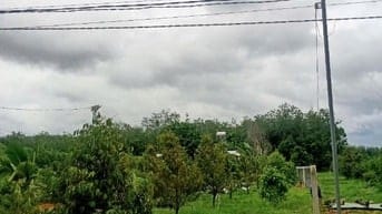 vườn trái cây Minh Thạnh có sẵn thổ cư.